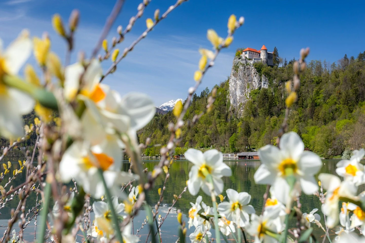 Le printemps à Bled - le réveil du lac